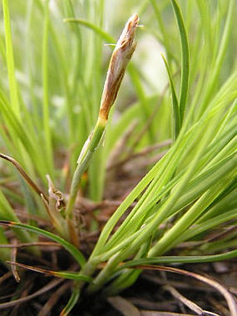 Carex humilis