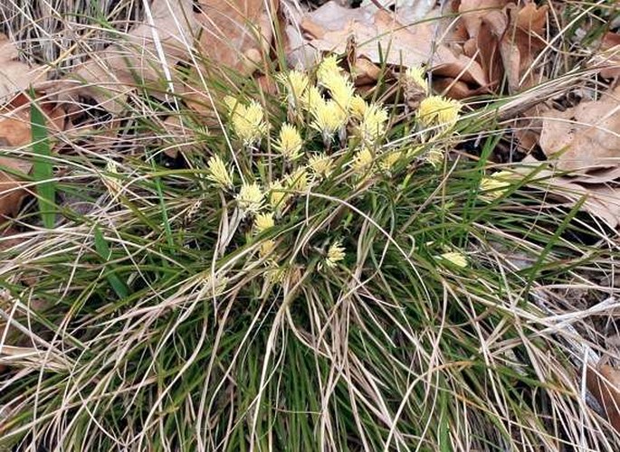 Carex humilis