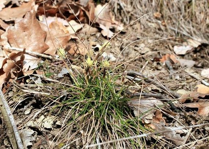 Carex humilis