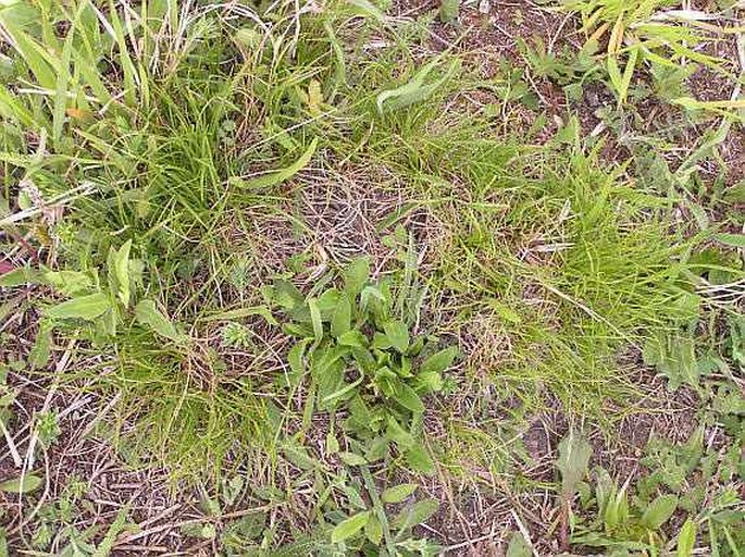 Carex humilis