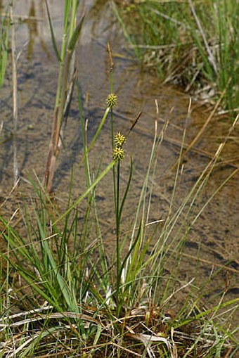 Carex lepidocarpa