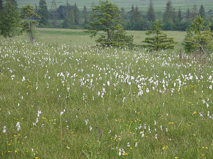 Carex lepidocarpa