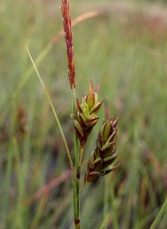 Carex limosa