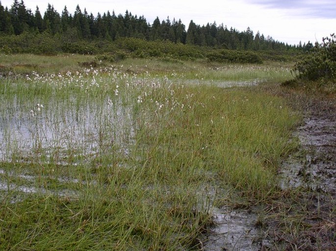 Carex limosa