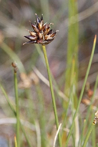 Carex maritima