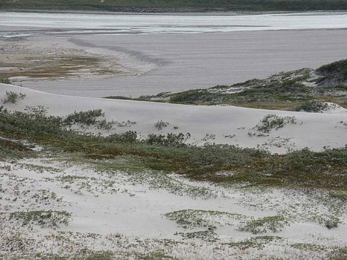 Carex maritima