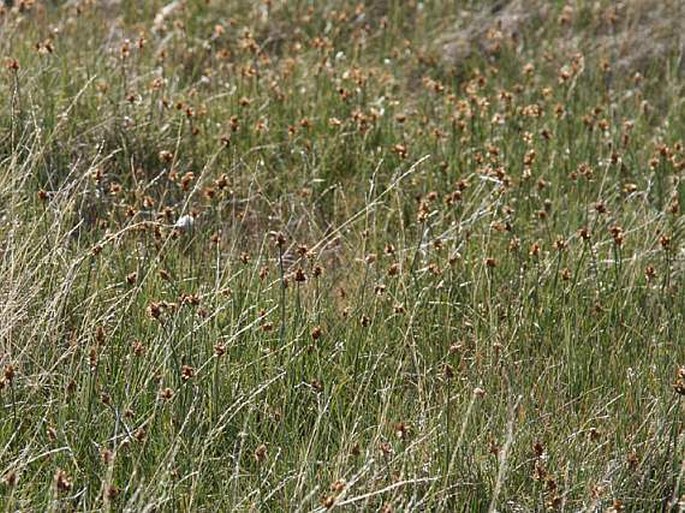 Carex maritima