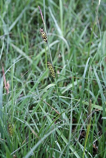 Carex melanostachya