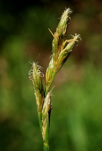 Carex ovalis