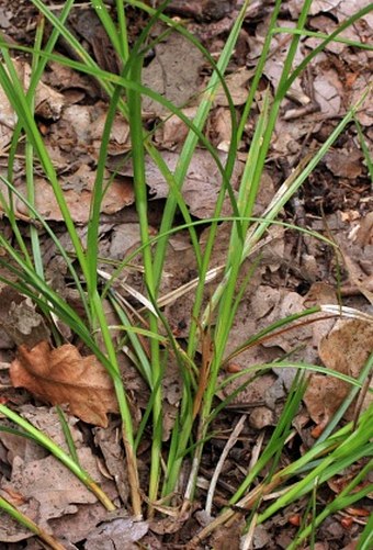 Carex ovalis