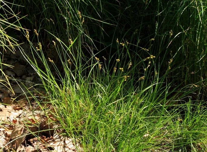 Carex ovalis