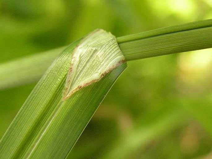 Carex pendula