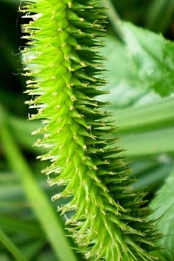 Carex pseudocyperus