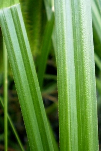 Carex pseudocyperus