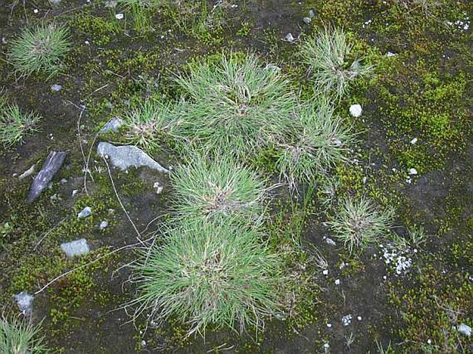 Carex rufina