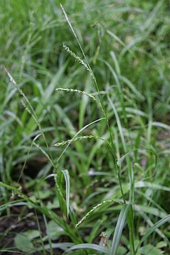 Carex strigosa