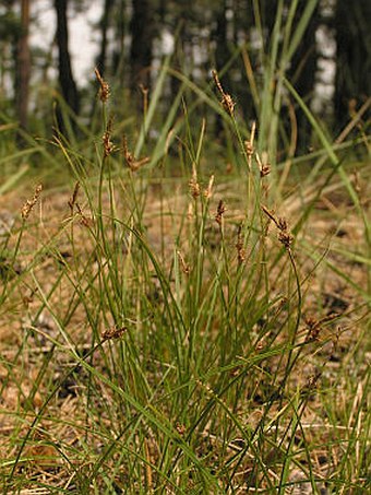 Carex supina