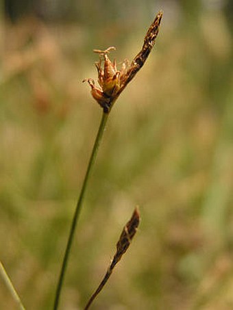 Carex supina