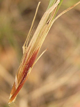 Carex supina