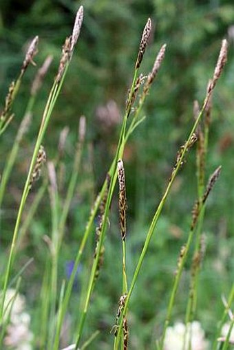Carex sempervirens subsp. laxiflora