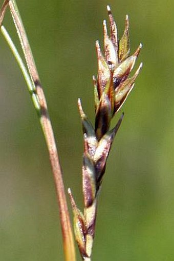 Carex sempervirens subsp. laxiflora