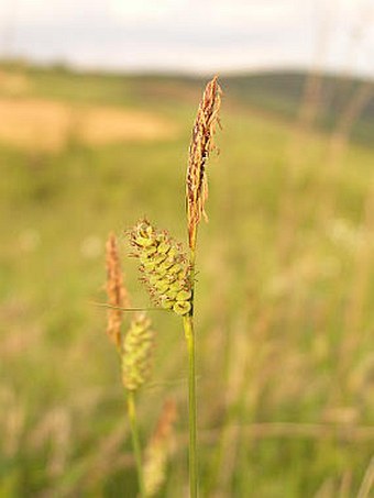 Carex tomentosa