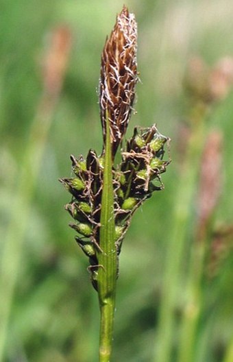 Carex umbrosa