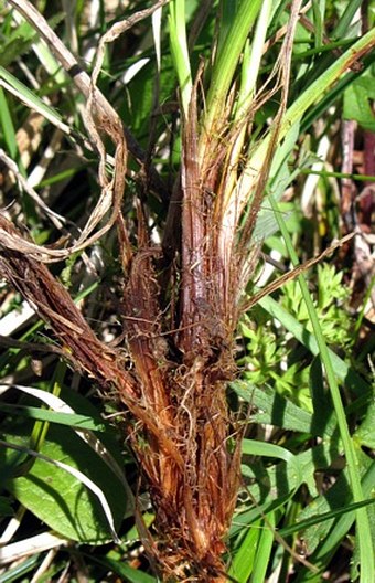 Carex umbrosa