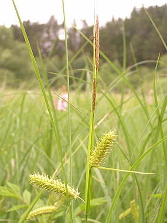 Carex vesicaria