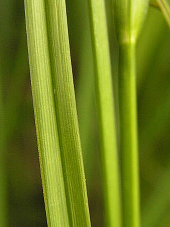 Carex vesicaria