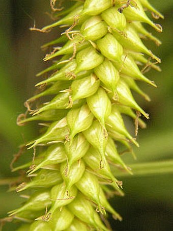 Carex vesicaria