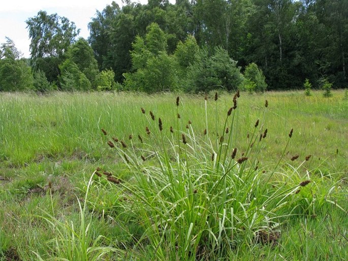 Carex vulpina