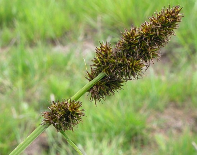 Carex vulpina