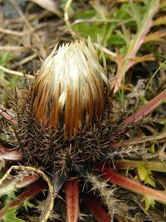 Carlina acaulis