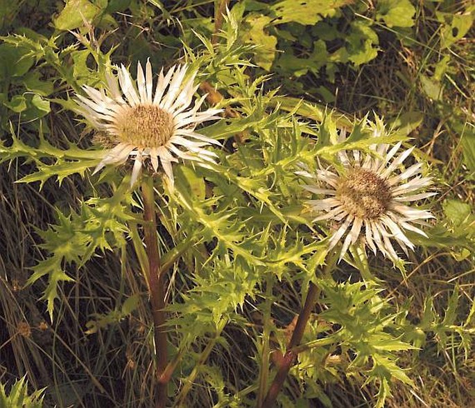 Carlina acaulis subsp. caulescens