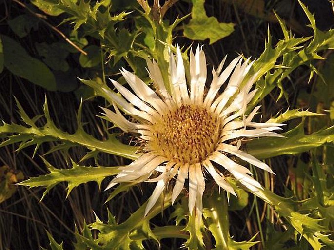 Carlina acaulis subsp. caulescens