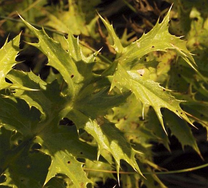 Carlina acaulis subsp. caulescens