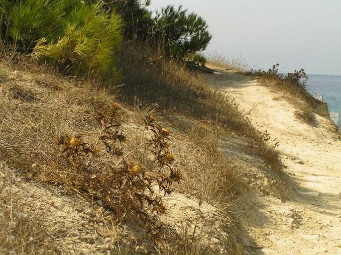 Carlina corymbosa