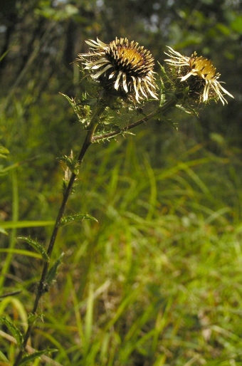 Carlina vulgaris