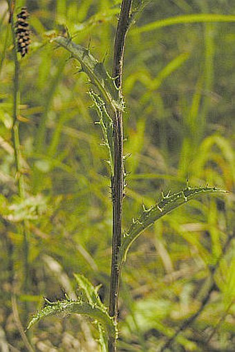 Carlina vulgaris