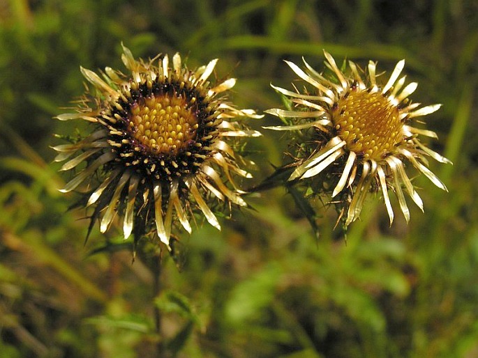 Carlina vulgaris