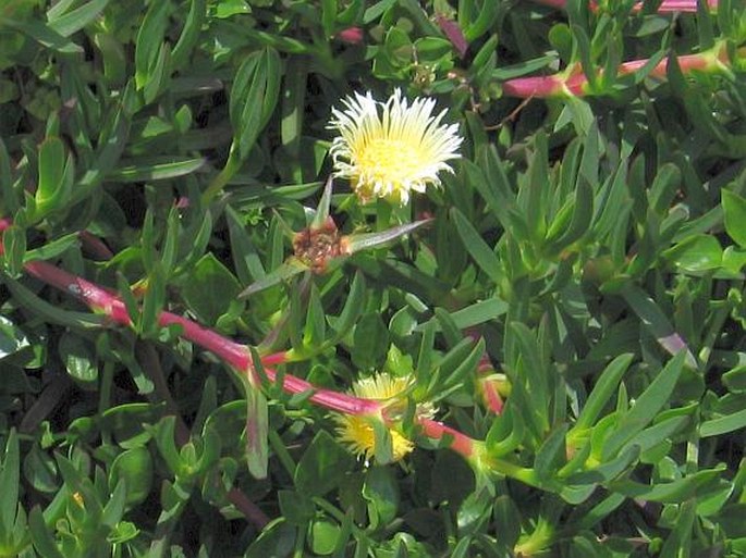 Carpobrotus edulis