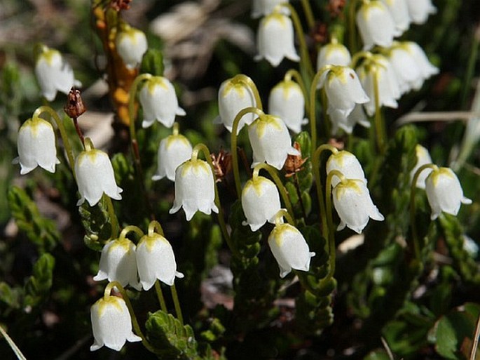 CASSIOPE TETRAGONA (L.) D. Don