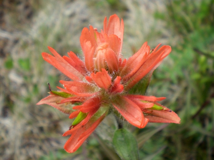 CASTILLEJA MINIATA Dougl. ex Hook.