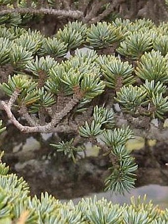 Cedrus brevifolia