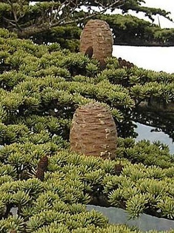 Cedrus brevifolia