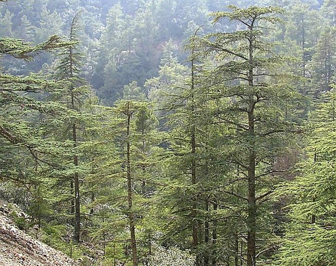 Cedrus brevifolia