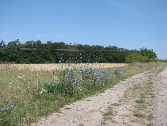 Cichorium intybus