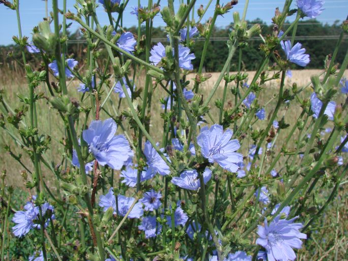 Cichorium intybus