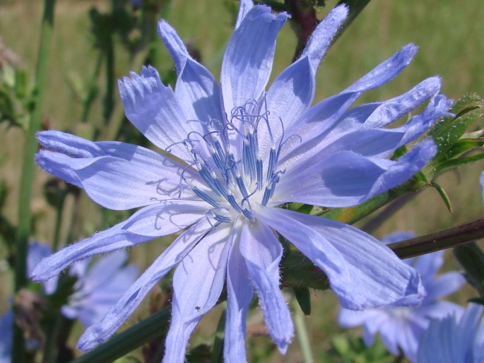 Cichorium intybus